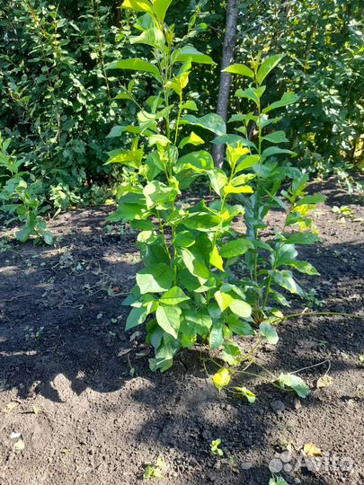 Саженец вишни кустовой