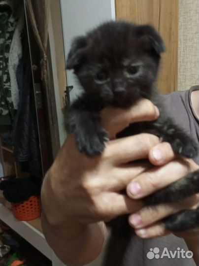 Вислоухие котята в добрые руки