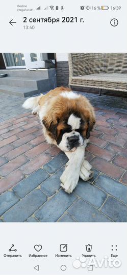 Сенбернар вязка