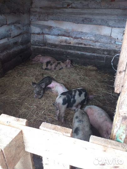 Поросята