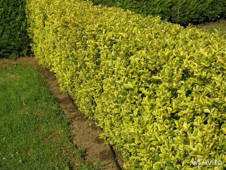 Бирючина золотистая Высота 50-100