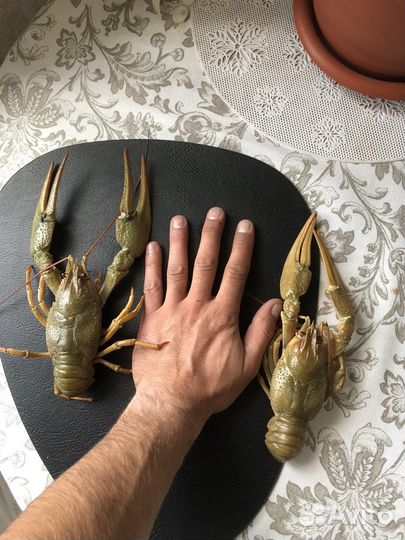 Раки Живые и Вареные Доставка