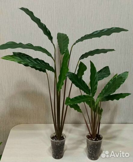 Калатея Варшевича, Руфибарба, Лансифолия