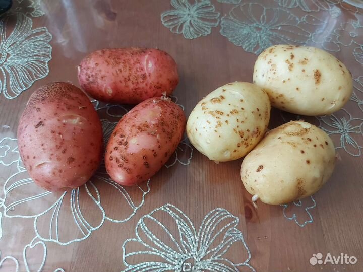 Продам картофель