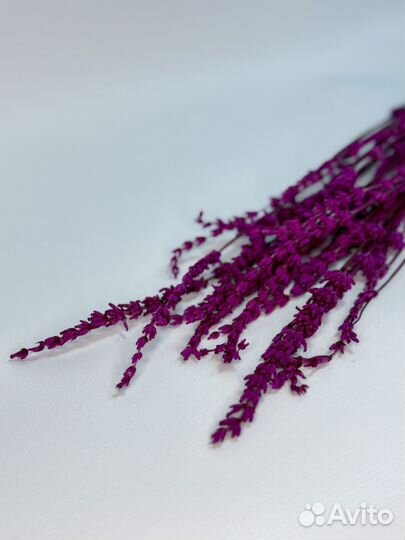 Лаванда стабилизированная