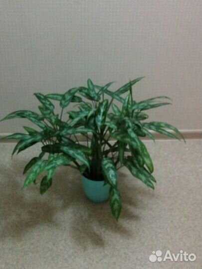 Шикарная домашняя аглаонема