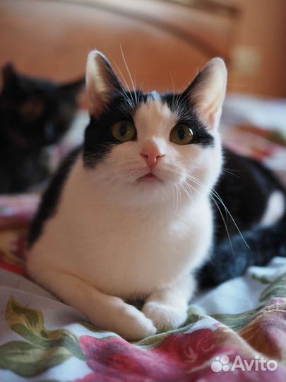 Миниатюрная, молодая, ласковая кошка в дар