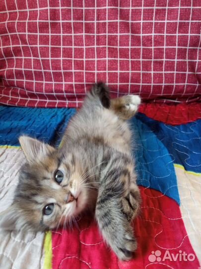 Кошки в добрые руки