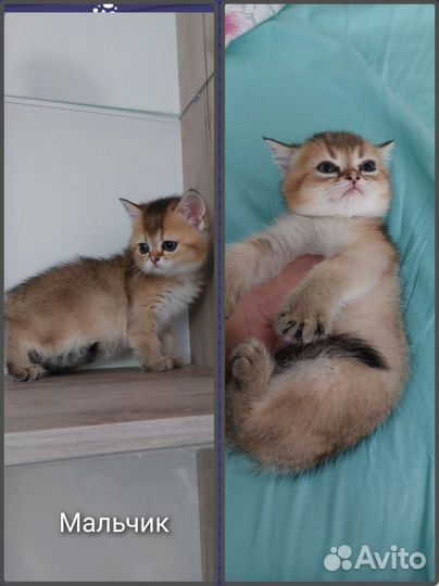 Шотландские котятки