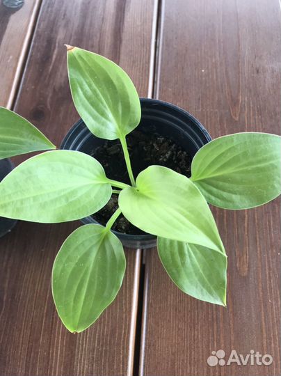 Хоста растение