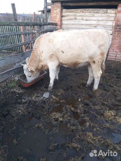 Телки на мясо
