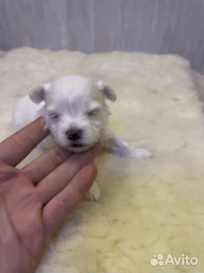 Щенки мальтийской болонки - мальтезе