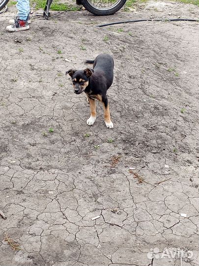 Собака в добрые руки отдам бесплатно