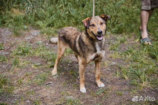 Отличный пес ищет дом