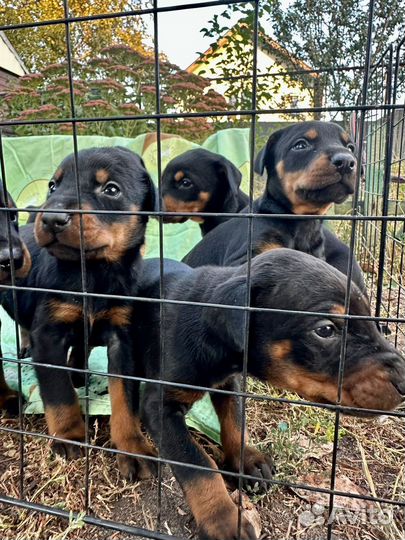 Щенки добермана