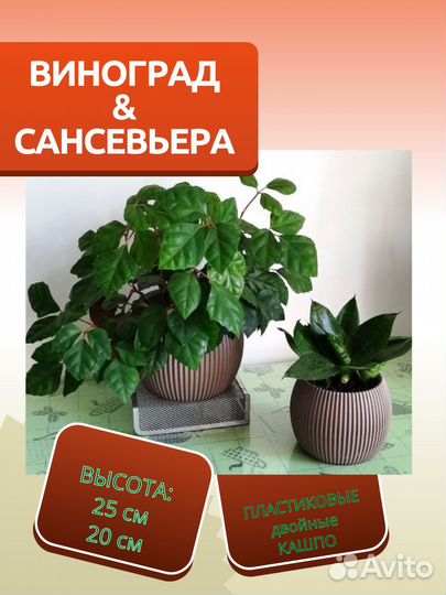 Красивые Комнатные растения для офиса для дома