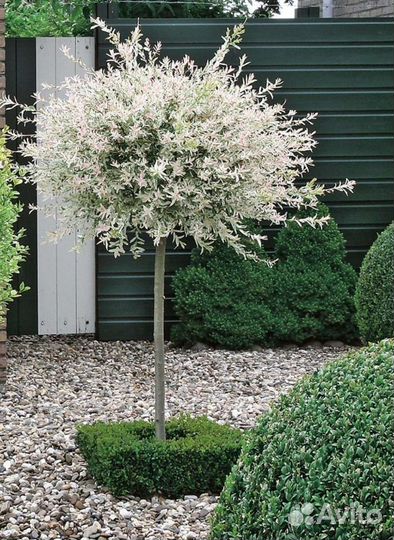 Ива хакуро и фламинго молодые и взрослые саженцы