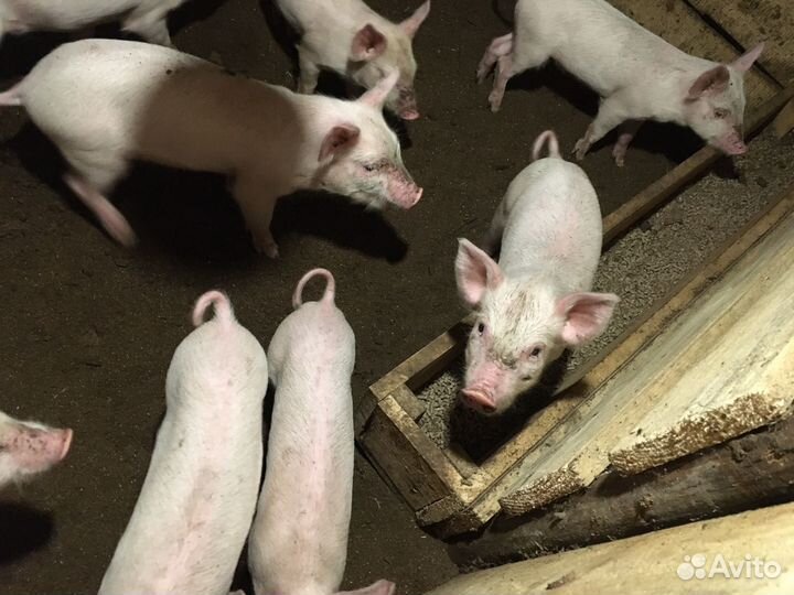 Поросята крупная белая порода