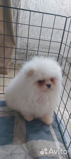 Щенки померанского шпица