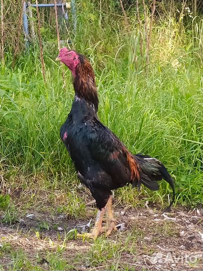 Бойцовые петухи