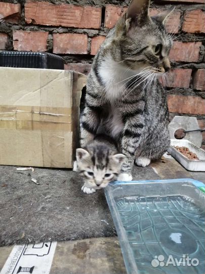 Котята бесплатно тел