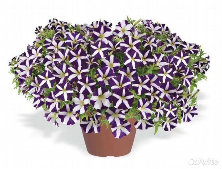 Петуния вегетативная