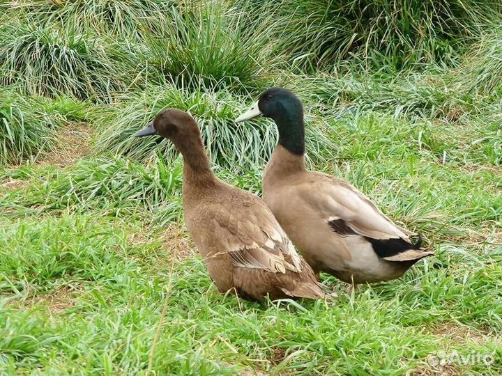 Инкубационное яйцо утки хаки кемпбел