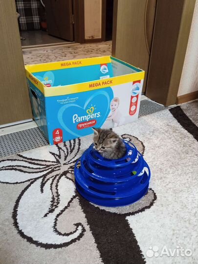 Отдам котят в добрые руки от кошки мышиловки