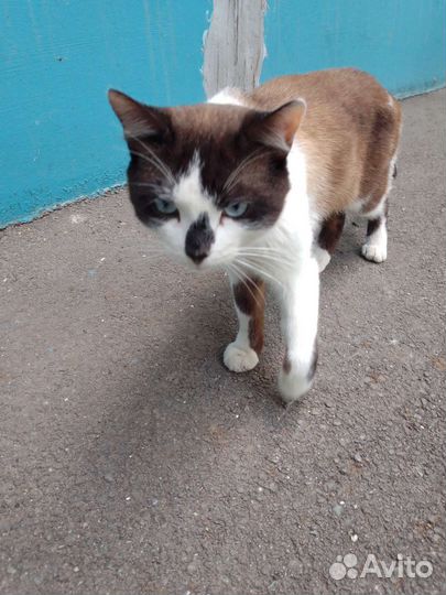 Кот в добрые руки