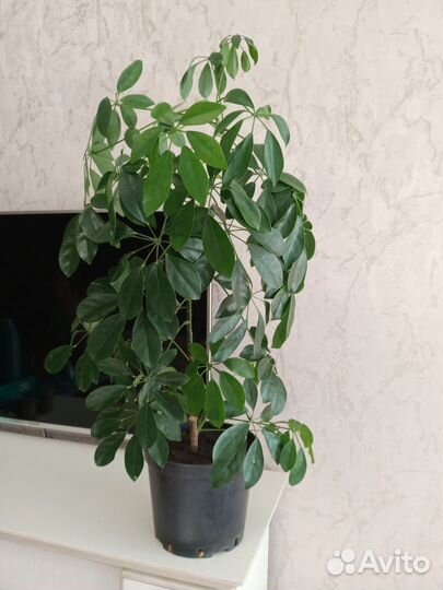 Комнатные растения