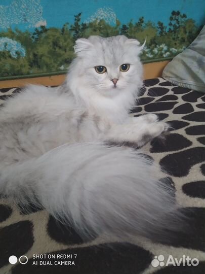 Отдам в добрые руки