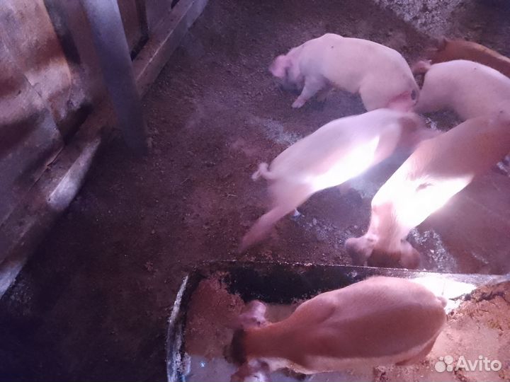Продам поросят
