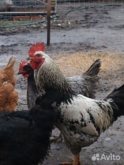 Петух