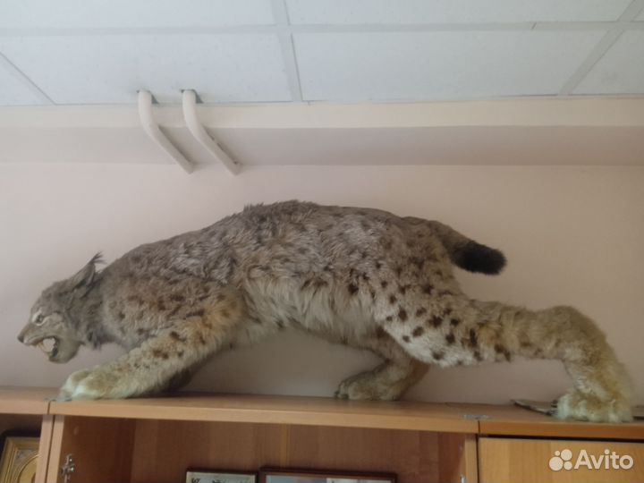 Чучело рыси