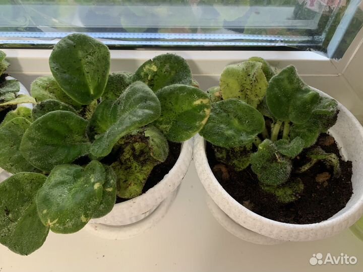 Фиалки цветущие в горшке