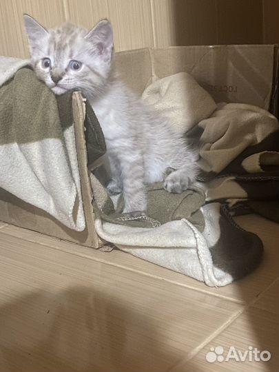 Отдам котят в добрые руки