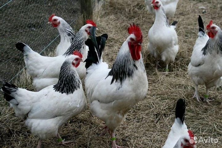 Адлерская Серебристая и другие породы (яйцо)