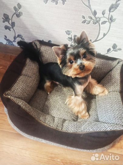 Вязка Йоркширского терьера