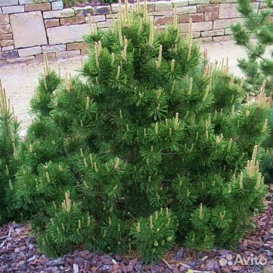 Сосны горные сортовые