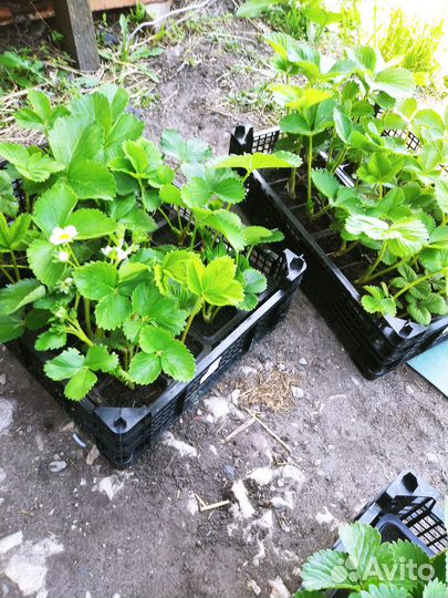 Рассада клубники