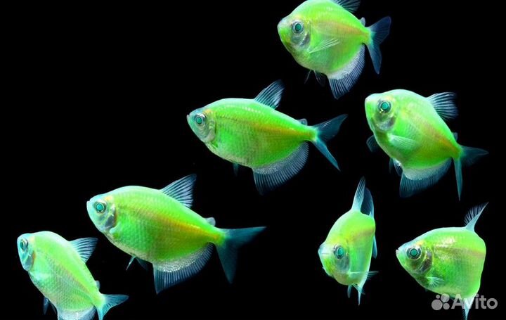 Тернеция Гло Фиш