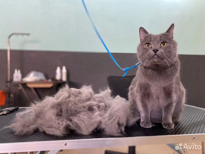 Стрижка кошек и собак/груминг/уход