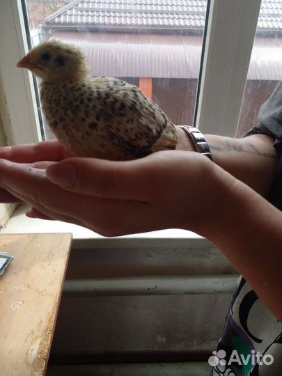 Перепела продажа