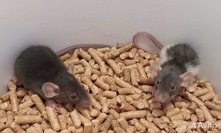 Крысята дамбо(мальчики и девочки)