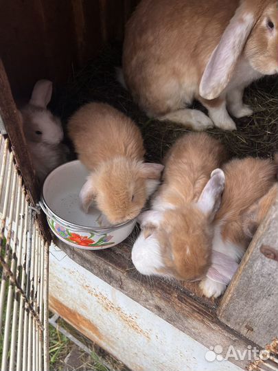 Кролики породы французский баран