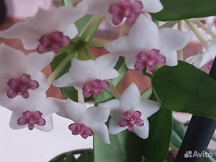 Хойя прекрасная