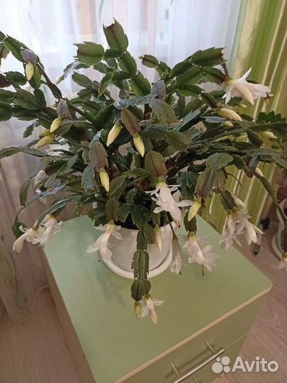 Цветок декабрист