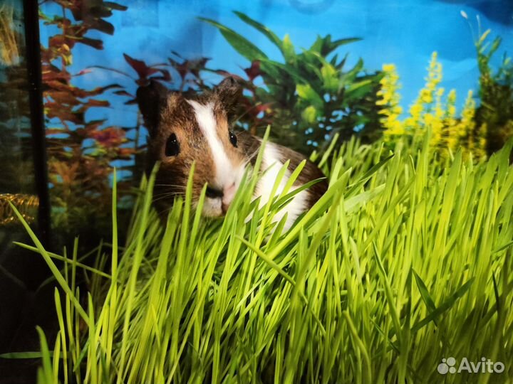 Морская свинка 