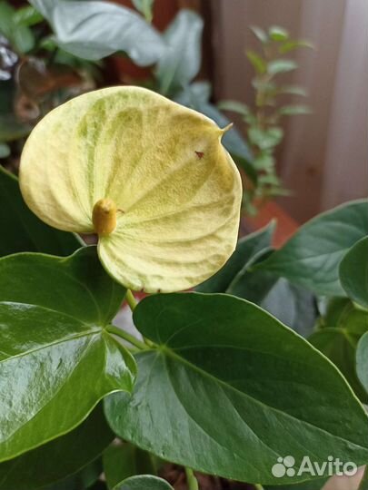 Антуриум. Обмен