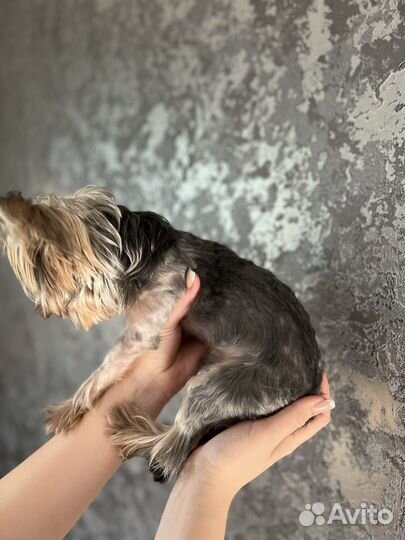 Йоркширский терьер